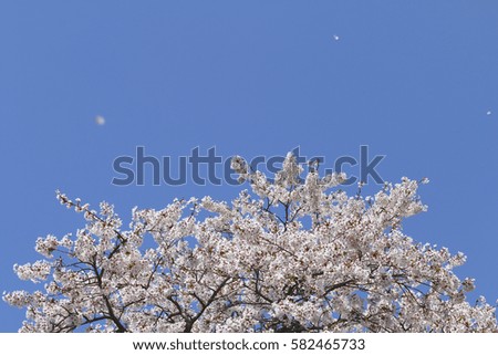 Similar – Image, Stock Photo When cherries dance.