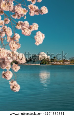 Cherry blossoms blooming at the tidal basin in Washington DC with the Jefferson Memorial under construction in the background.