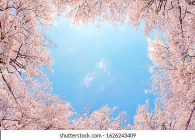 Cherry blossoms blooming under the blue sky - Powered by Shutterstock