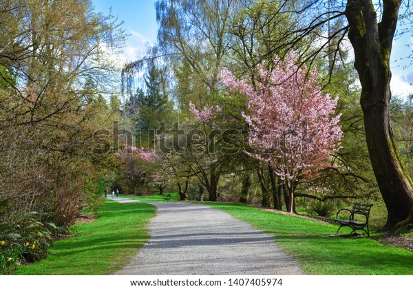 Cherry Blossoms Botanical Garden Seattle Stock Photo Edit Now