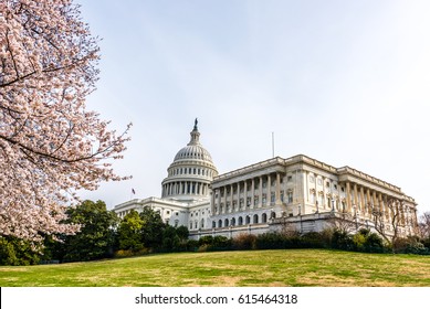 The Cherry Blossoms Bring Color To The United States Capitol Building In Washington DC.