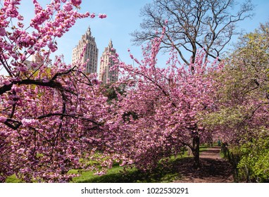Cherry blossoms in Central Park, New York City. - Shutterstock ID 1022530291