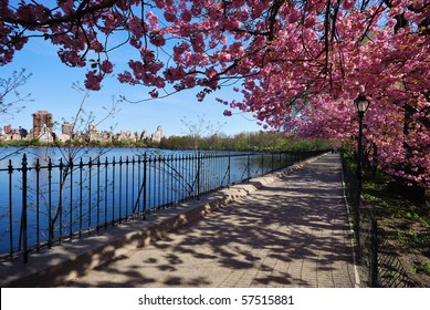 Cherry Blossoms At The Central Park Reservoir