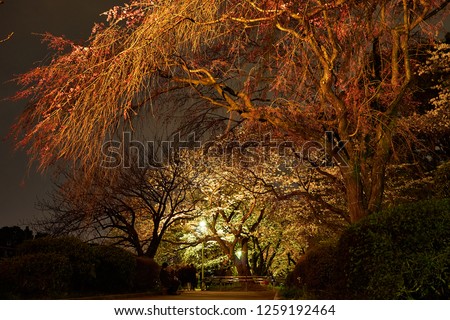 Similar – Red Trees Nacht Baum