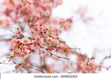 Cherry Blossoms Close Up Blossoms