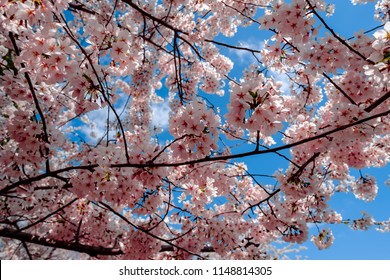 Cherry Blossoms (close-up), Washington, DC, 2018
