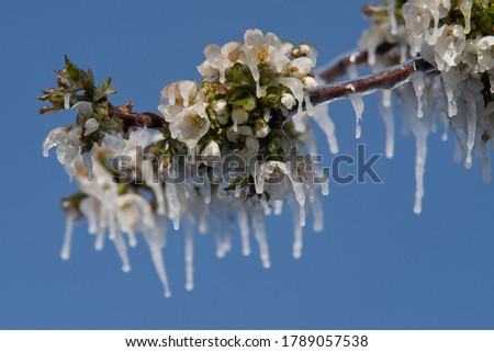 cherry blossoms covered with ice after a cold spring night