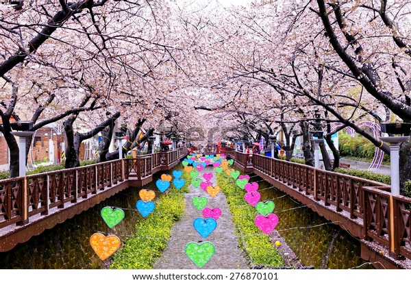 Cherry Blossoms Day Busan City South Stock Photo Edit Now - 