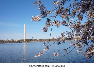 Cherry Blossoms in DC