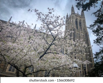 Cherry Blossoms Duke University