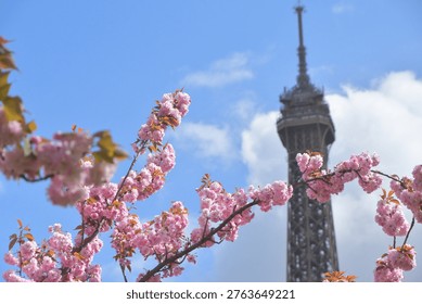 Cherry blossoms with the Eiffel Tower from Trocadéro Square, Paris, France, March 30, 2026