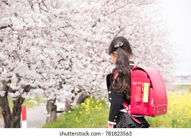 Cherry blossoms with elementary school girls