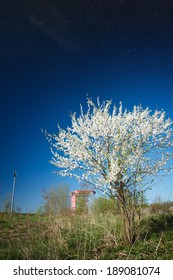cherry blossoms.  Elements of this image furnished by NASA