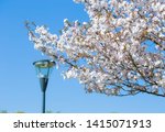 Cherry Blossoms, ENSTA Paristech, France