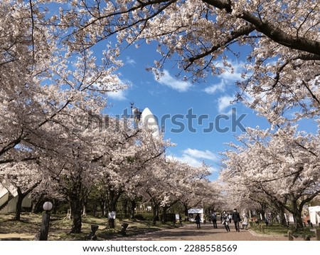 Cherry blossoms in Expo'70 Commemorative Park in Osaka, Japan