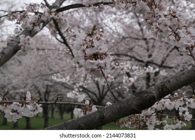 Cherry Blossoms At Fairmount Park In Philadelphia, Pennsylvania