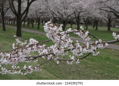 Cherry Blossoms At Fairmount Park In Philadelphia, Pennsylvania