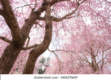 Curved Cherry Blossom Branches Reflects On Stock Photo (Edit Now) 698154604