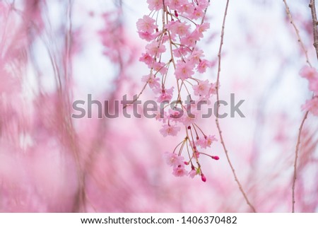 Similar – Spring blossom with blur