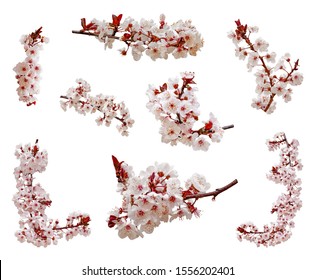 Cherry blossoms flowers in blooming on branch isolated on white background. Cutout aka cut out or cutout of Japanese Sakura flowers and buds. Spring and romantic set or pack. Selective focus.