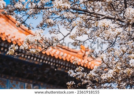 cherry blossoms in the Forbidden City, Beijing, China