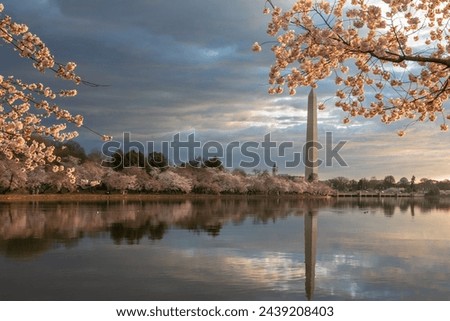 Cherry blossoms frame the tranquil scene of the Washington Monument reflecting in the water under the pastel sky at dawn.  The calm water enhances the beauty of the trees and serene environment.