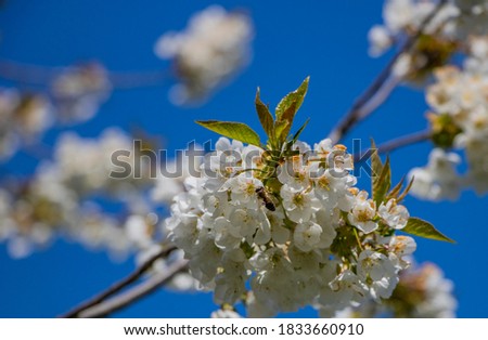Similar – Image, Stock Photo Frog perspective | cherry blossoms against blue sky | wonderfully spring-like.