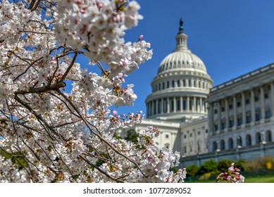 Cherry Blossoms In Front Of The US Capitol Building In Washington, DC, USA