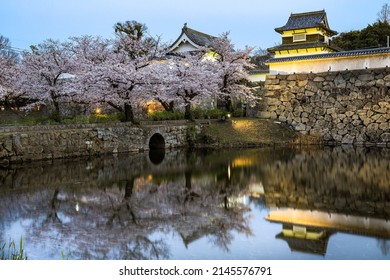 Cherry Blossoms at Fukuoka Castle Ruins, Maizuru Park, Fukuoka