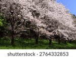 Cherry blossoms in full bloom