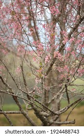 Cherry Trees Winter Images Stock Photos Vectors Shutterstock