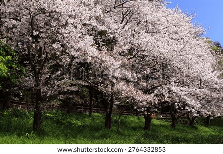 Cherry blossoms in full bloom