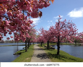Cherry blossoms in full bloom at Argyle Park in Babylon, Long Island, New York.