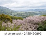 Cherry blossoms in full bloom in Asahiyama Shinrin Park ( Mt. Asahi Forest Park ). Famous attractions in Shikoku island. Mitoyo, Kagawa, Japan.