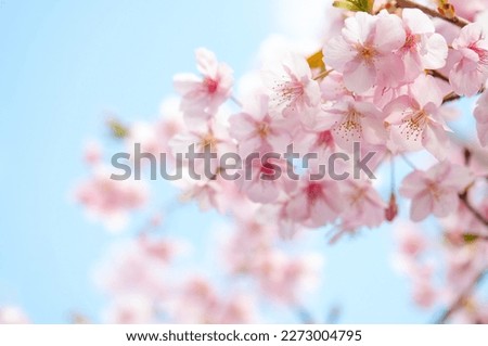 Cherry blossoms in full bloom in the blue sky. A scene of spring time in Japan. Creases lannesiane carriere, Kawazu-zakura.