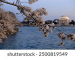 Cherry blossoms in full bloom by the water with the Jefferson Memorial in the background at dusk
