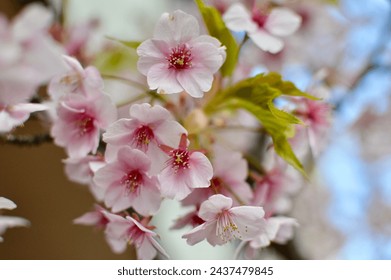 Cherry blossoms in full bloom.
Closed up of cherry blossom in japanese park in a sunny day.  - Powered by Shutterstock