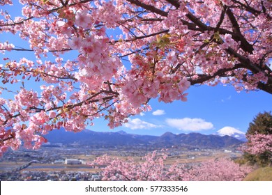 Cherry blossoms in full bloom in early spring