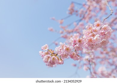 Cherry blossoms in full bloom East Lake Sakura Garden in Wuhan, Hubei - Powered by Shutterstock