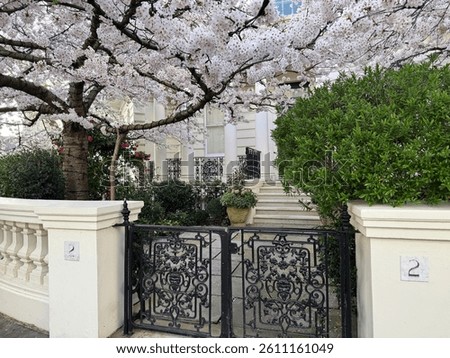 Cherry blossoms in full bloom in front of a historic townhouse with ornate black wrought iron gate. Spring scene in Notting Hill, London, UK.