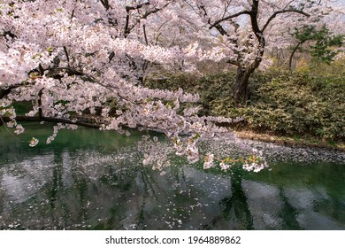 Cherry Blossoms In Full Bloom In Hirosaki Castle Park.