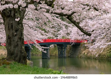 Cherry Blossoms In Full Bloom In Hirosaki Castle Park.