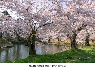 Cherry Blossoms In Full Bloom In Hirosaki Castle Park.