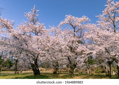 Cherry Blossoms In Full Bloom In Hirosaki Castle Park.