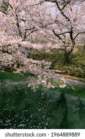 Cherry Blossoms In Full Bloom In Hirosaki Castle Park.