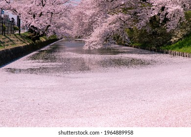 Cherry Blossoms In Full Bloom In Hirosaki Castle Park.