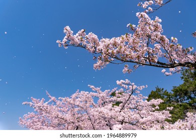 Cherry Blossoms In Full Bloom In Hirosaki Castle Park.