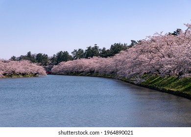 Cherry Blossoms In Full Bloom In Hirosaki Castle Park.