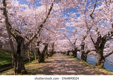 Cherry Blossoms In Full Bloom In Hirosaki Castle Park.