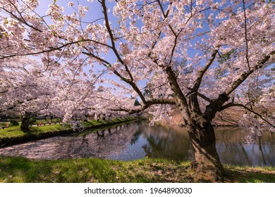 Cherry Blossoms In Full Bloom In Hirosaki Castle Park.